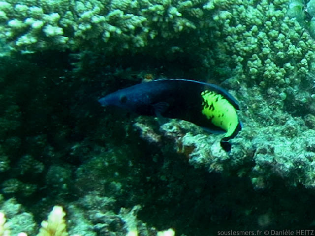 Labroides bicolor - labre nettoyeur bicolore Labroides bicolor - labre nettoyeur bicolore