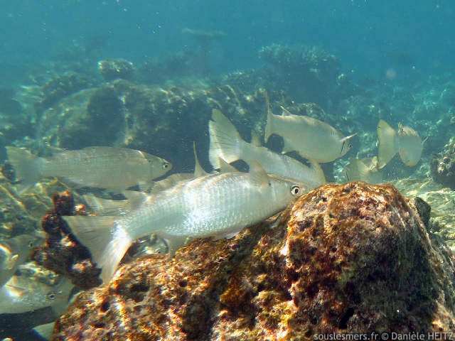 Oedalechilus labiosus - muge lippu Oedalechilus labiosus - muge lippu
