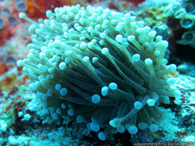 Euphyllia glabrescens - corail flambeau Euphyllia glabrescens - corail flambeau