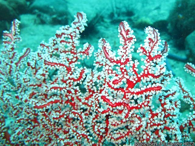 Solenocaulon akalyx - gorgone creuse Solenocaulon akalyx - gorgone creuse
