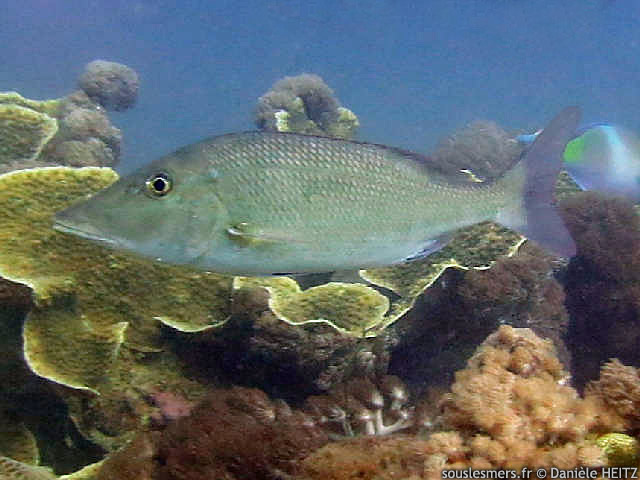 Lethrinus olivaceus - bec de cane olive Lethrinus olivaceus - bec de cane olive