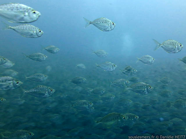 Gazza minuta - poisson poney Gazza minuta - poisson poney