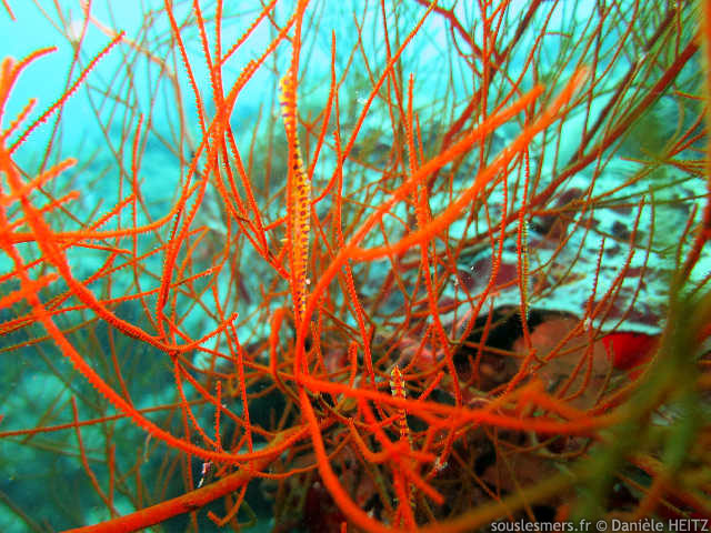 Antipathes lentipinna - corail noir Antipathes lentipinna - corail noir