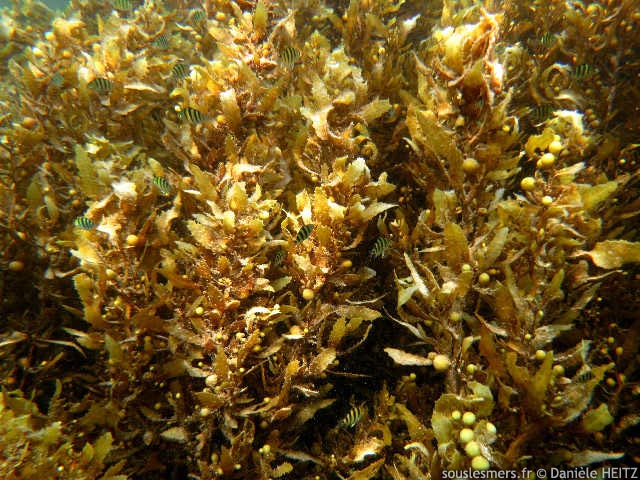 Sargassum arnaudianum - sargasse de mer Rouge Sargassum arnaudianum - sargasse de mer Rouge