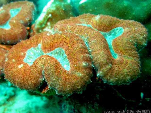 Lobophyllia hemprichii - corail cerveau lobé Lobophyllia hemprichii - corail cerveau lobé
