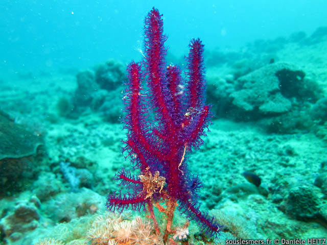 Guaiagorgia anas - gorgone bleue Guaiagorgia anas - gorgone bleue
