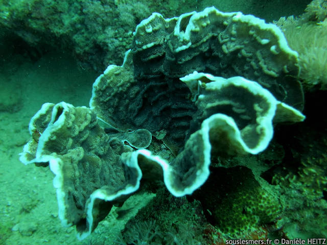 Leptoseris explanata - corail porcelaine Leptoseris explanata - corail porcelaine