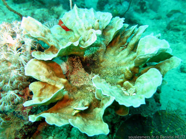 Leptoseris scabra - corail porcelaine rugueux Leptoseris scabra - corail porcelaine rugueux