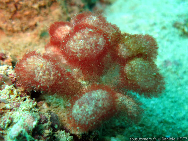 Gismithia hawaiiensis - algue rouge boules duveteuses Gismithia hawaiiensis - algue rouge boules duveteuses