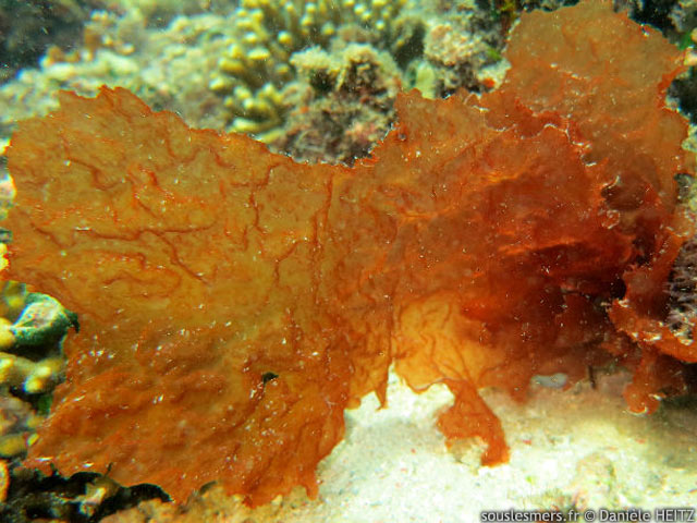 Halymenia dilatata - algue rouge ébouriffée Halymenia dilatata - algue rouge ébouriffée