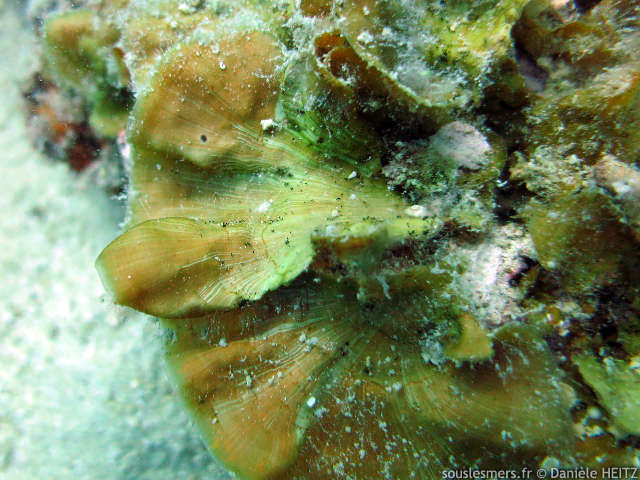 Lobophora variegata - algue éventail brune Lobophora variegata - algue éventail brune