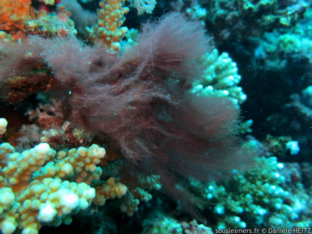 Dudresnaya verticillata - algue rouge de Dudresnay Dudresnaya verticillata - algue rouge de Dudresnay