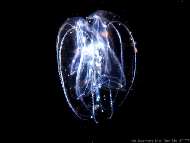 Mnemiopsis leidyi - méduse américaine Mnemiopsis leidyi - méduse américaine