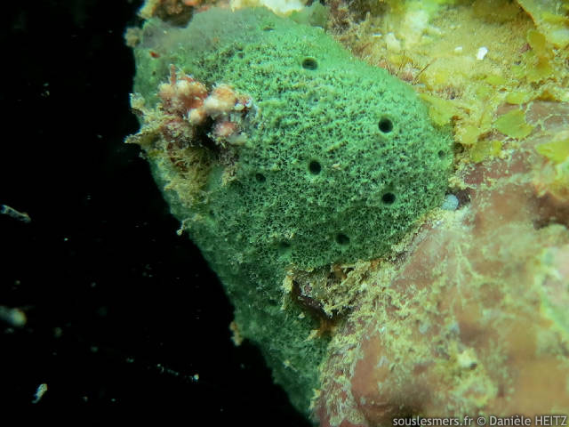 Amphimedon chloros - eponge coussin-digitée verte Amphimedon chloros - eponge coussin-digitée verte