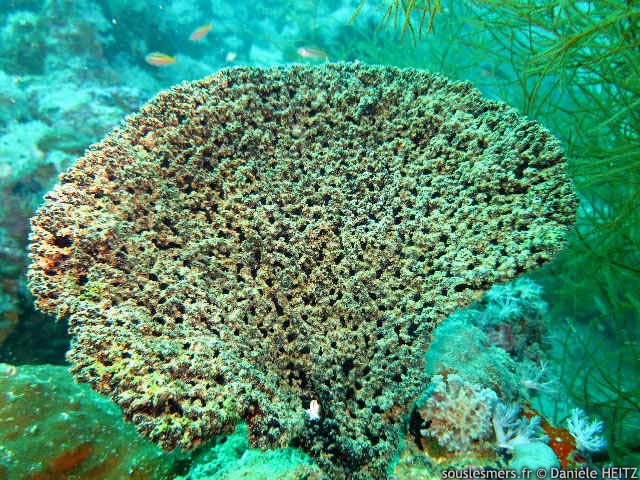 Echinodictyum flabelliforme - éponge éventail Echinodictyum flabelliforme - éponge éventail