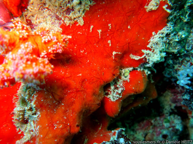 Clathria (Microciona) atrasanguinea - éponge encroûtante rouge sang Clathria (Microciona) atrasanguinea - éponge encroûtante rouge sang