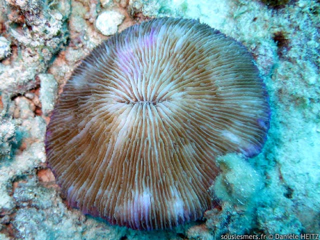 Fungia fungites - corail-champignon Fungia fungites - corail-champignon
