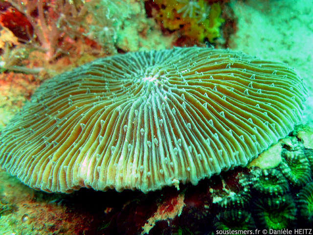 Lithophyllon repanda - corail-champignon plat Lithophyllon repanda - corail-champignon plat