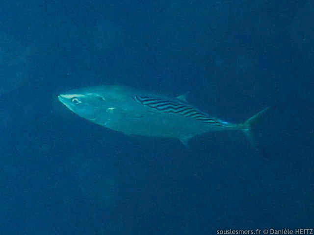 Euthynnus affinis - bonite à dos rayé Euthynnus affinis - bonite à dos rayé