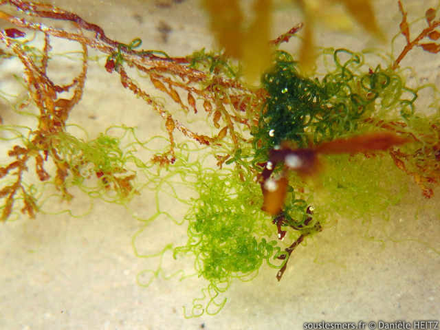 Chaetomorpha linum - algue spaghetti Chaetomorpha linum - algue spaghetti