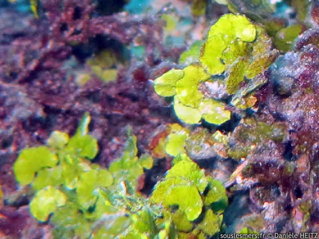 Halimeda opuntia - halimède grappe Halimeda opuntia - halimède grappe