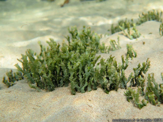 Caulerpa serrulata - caulerpe serrulée Caulerpa serrulata - caulerpe serrulée