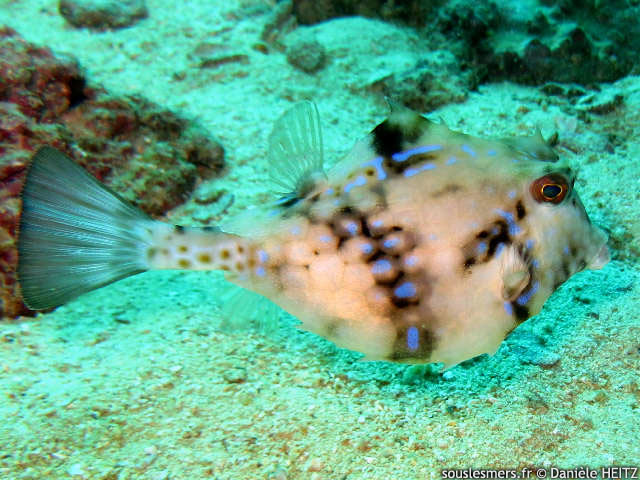 Lactoria fornasini - poisson coffre à épine dorsale Lactoria fornasini - poisson coffre à épine dorsale