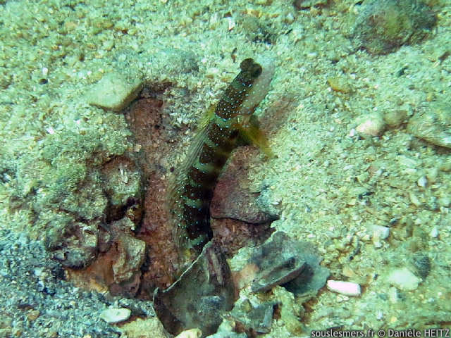 Cryptocentrus leptocephalus - gobie à points roses Cryptocentrus leptocephalus - gobie à points roses