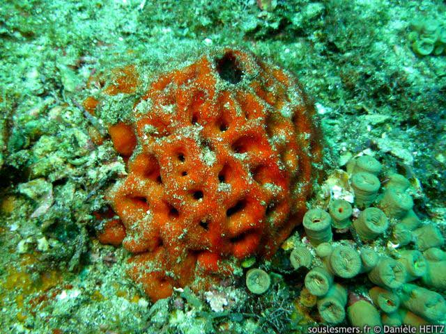 Geodia corticostylifera - éponge brésilienne orange Geodia corticostylifera - éponge brésilienne orange