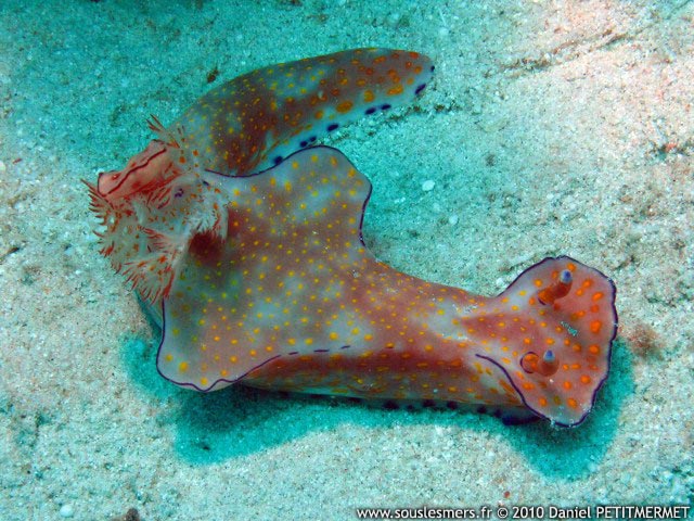 Ceratosoma trilobatum - cératosome trilobé Ceratosoma trilobatum - cératosome trilobé