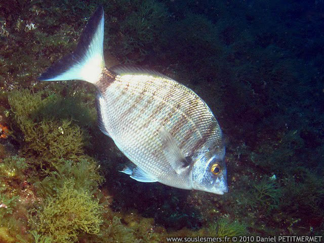 Diplodus puntazzo - sar à museau pointu Diplodus puntazzo - sar à museau pointu