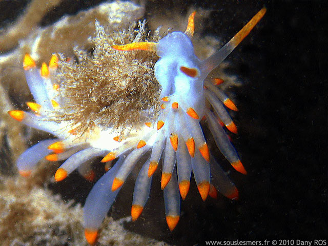 Eubranchus farrani - éolidien de Farran Eubranchus farrani - éolidien de Farran