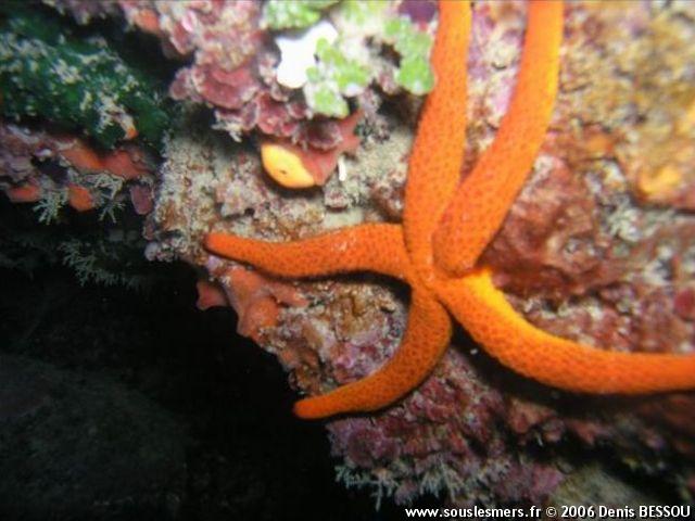 Echinaster sepositus - étoile de mer rouge Echinaster sepositus - étoile de mer rouge