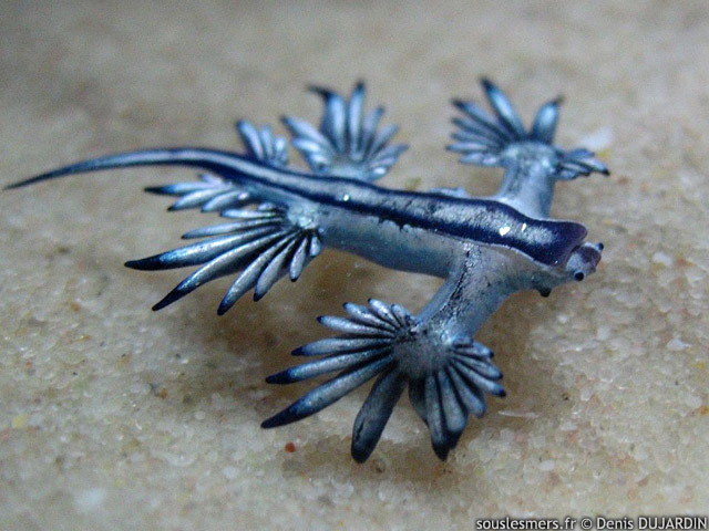 Glaucus atlanticus - dragon bleu des mers Glaucus atlanticus - dragon bleu des mers