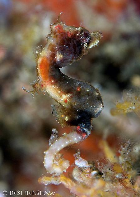 Hippocampus severnsi - hippocampe pygmée de Severns Hippocampus severnsi - hippocampe pygmée de Severns