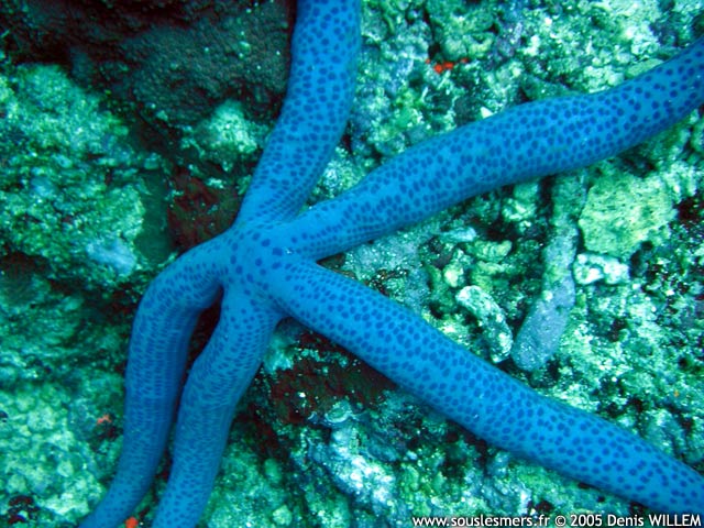 Linckia laevigata - étoile de mer bleue Linckia laevigata - étoile de mer bleue