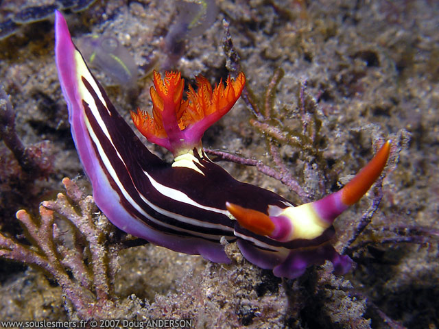 Nembrotha purpureolineata - nembrotha à large lignes médiane Nembrotha purpureolineata - nembrotha à large lignes médiane