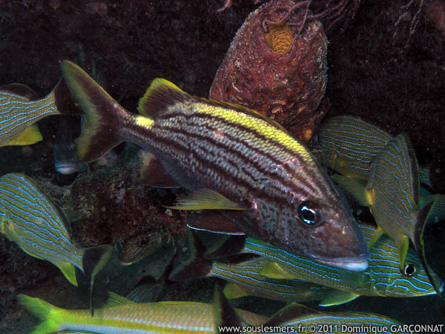 Haemulon macrostomum - grogneur espagnol Haemulon macrostomum - grogneur espagnol