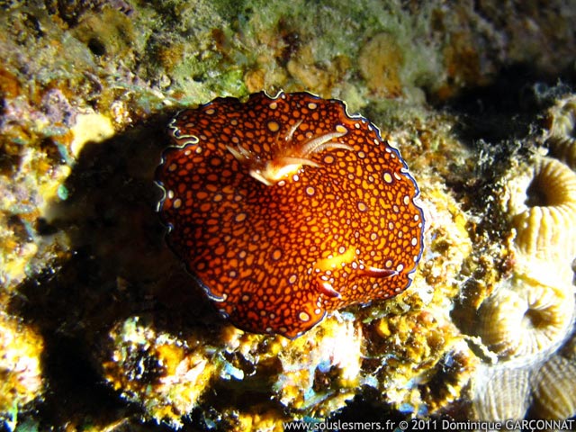 Chromodoris charlottae - chromodoris de mer Rouge Chromodoris charlottae - chromodoris de mer Rouge