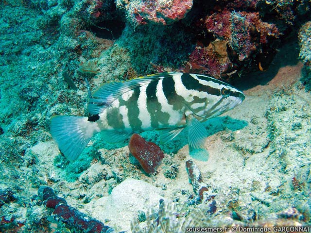 Epinephelus striatus - mérou de Nassau Epinephelus striatus - mérou de Nassau