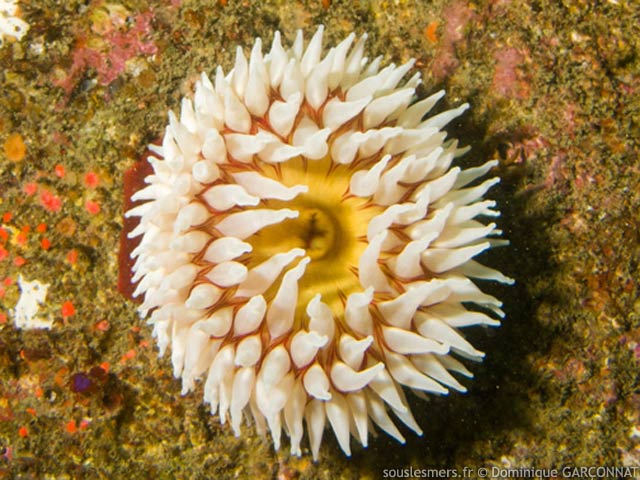 Urticina piscivora - anémone piscivore Urticina piscivora - anémone piscivore