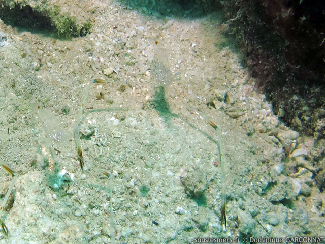 Cuapetes platycheles - crevette à pinces plates Cuapetes platycheles - crevette à pinces plates