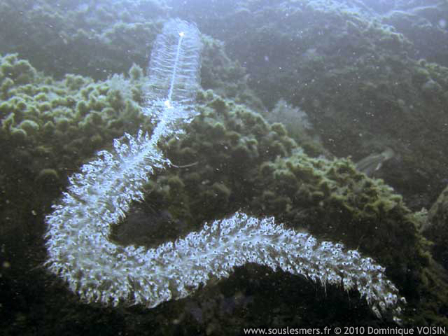 Forskalia edwardsi - siphonophore d'Edwards Forskalia edwardsi - siphonophore d'Edwards