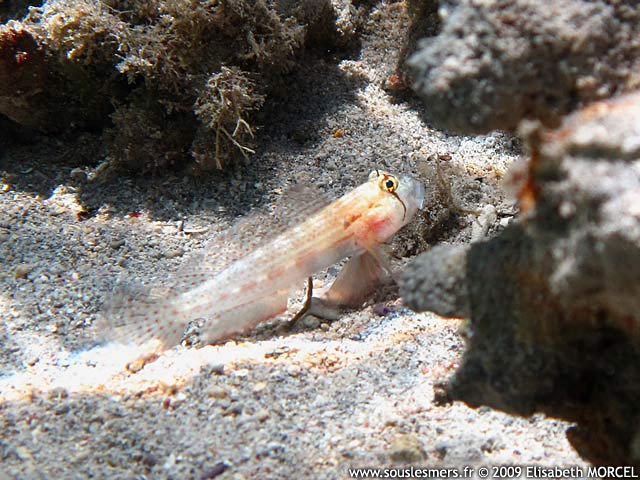 Gnatholepis cauerensis cauerensis - gobie à oeil rayé Gnatholepis cauerensis cauerensis - gobie à oeil rayé