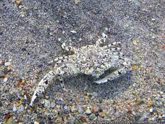 Portunus granulatus - crabe granuleux Portunus granulatus - crabe granuleux