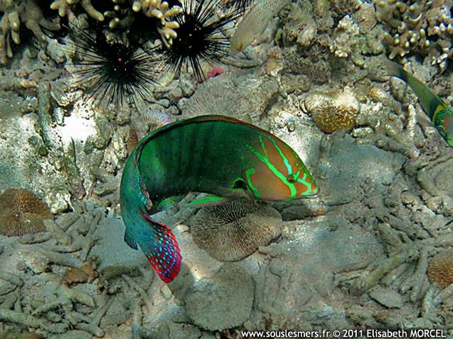 Coris formosa - girelle reine Coris formosa - girelle reine