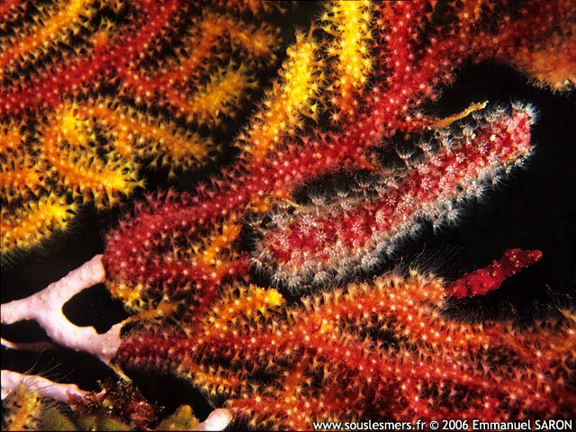 Alcyonium coralloides - alcyon encroûtant Alcyonium coralloides - alcyon encroûtant