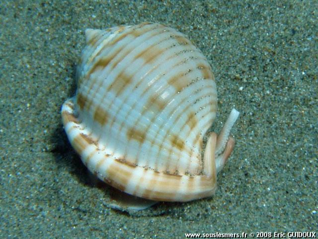 Phalium granulatum - casque granuleux Phalium granulatum - casque granuleux