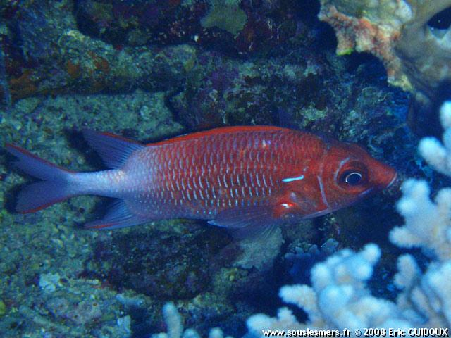 Sargocentron caudimaculatum - poisson écureuil à queue blanche Sargocentron caudimaculatum - poisson écureuil à queue blanche
