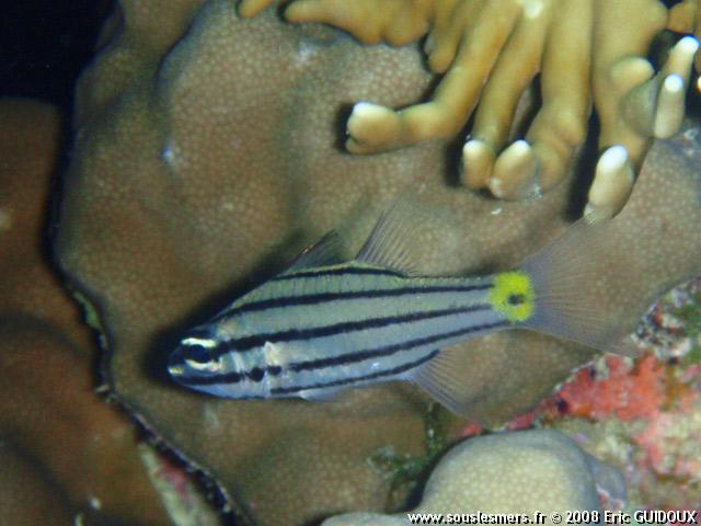 Cheilodipterus quinquelineatus - apogon à cinq lignes Cheilodipterus quinquelineatus - apogon à cinq lignes
